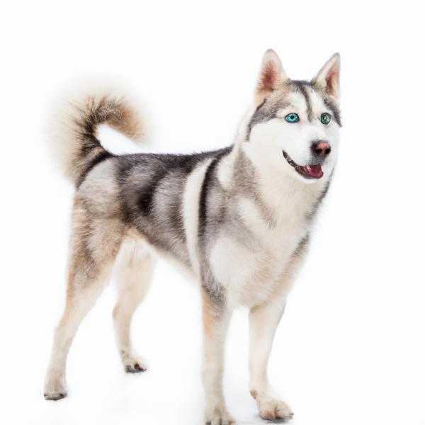 Siberian Husky